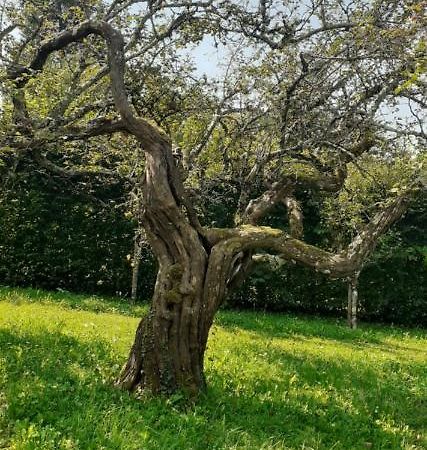 Maison Chaleureuse Et Ecologique Villa Coyriere Kültér fotó